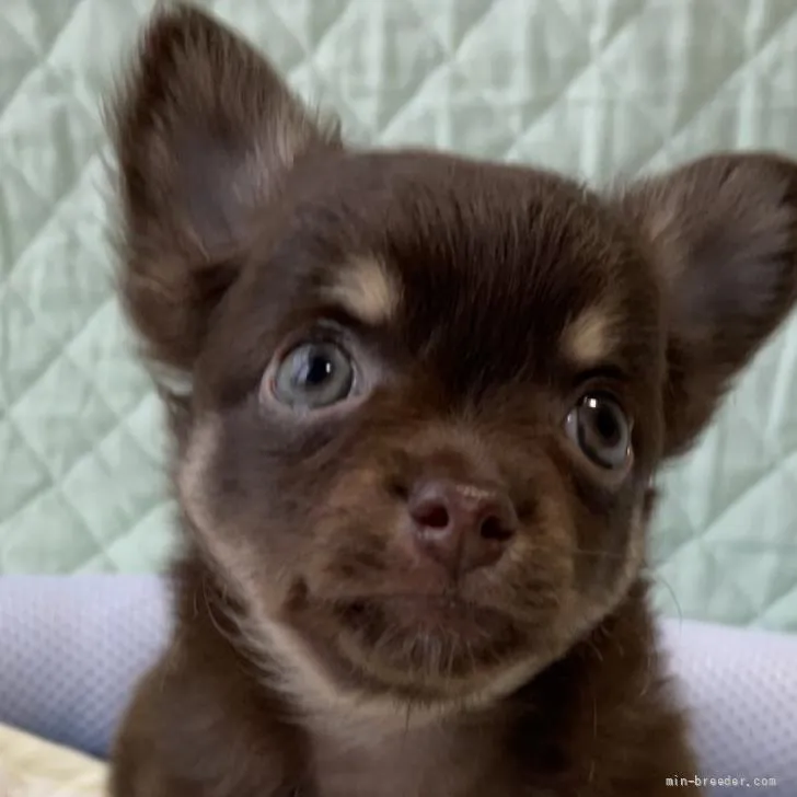 ID：2206-02538の子犬