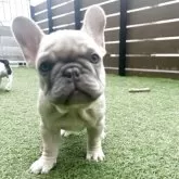 フレンチブルドッグ【香川県・女の子・2025年8月27日・シャンパン】の写真10