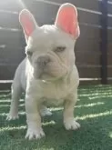 フレンチブルドッグ【香川県・男の子・2025年8月27日・ホワイト】の写真9