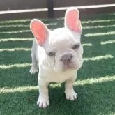 フレンチブルドッグ【香川県・男の子・2025年8月27日・ホワイト】の写真10