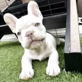 フレンチブルドッグ【香川県・男の子・2025年8月27日・ホワイト】の写真11