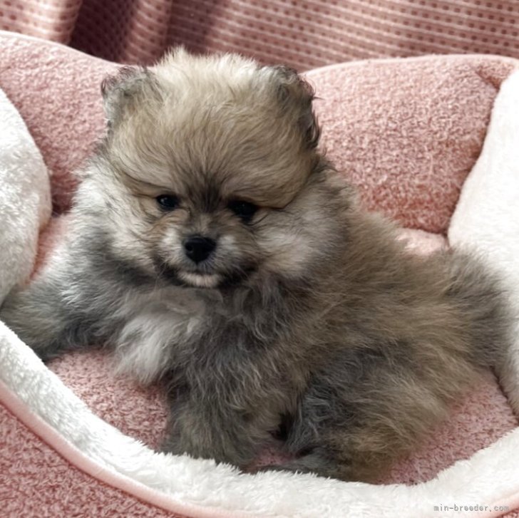 ブリーダー画像