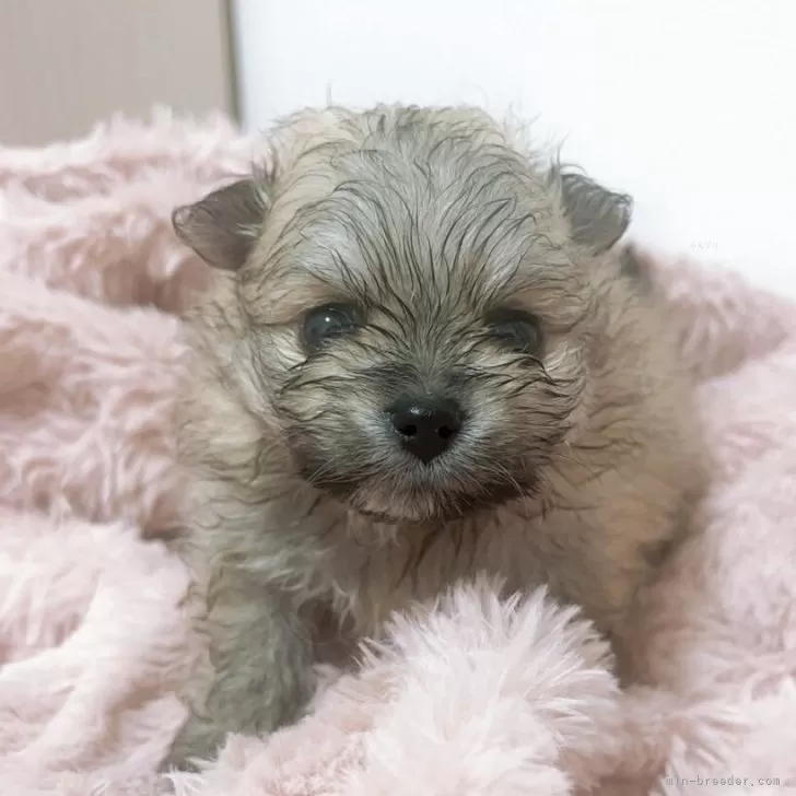 ID：2505-04861の子犬