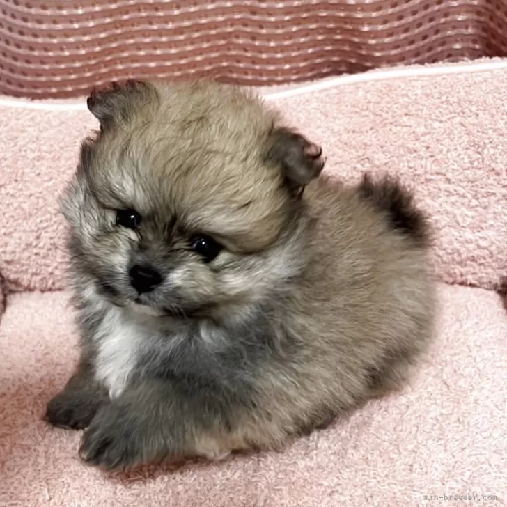 ポメラニアン【香川県・男の子・2025年9月23日・オレンジ】の写真1