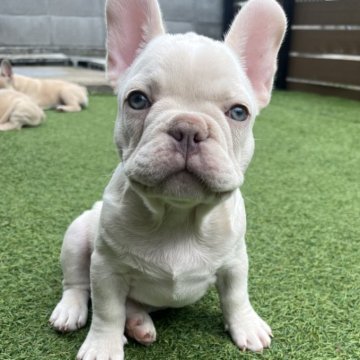 フレンチブルドッグ【香川県・男の子・2025年8月27日・ホワイト】の写真「ムチコロ、まるでぬいぐるみホワイト男の子❤️」