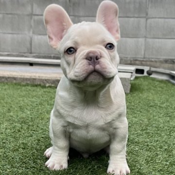 フレンチブルドッグ【香川県・男の子・2025年8月27日・ホワイト】の写真「ムチコロ、まるでぬいぐるみホワイト男の子❤️」
