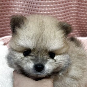 ポメラニアン【香川県・男の子・2025年9月23日・オレンジ】の写真「まんまるフェイスでぬいぐるみみたいな可愛さ‼️」