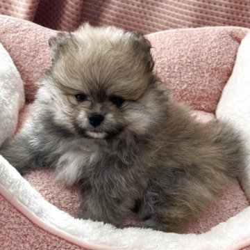 ポメラニアン【香川県・男の子・2025年9月23日・オレンジ】の写真「毛量たっぷり、まんまるフェイス‼️」