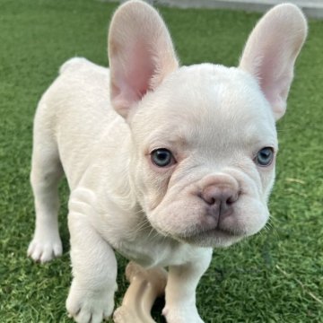 フレンチブルドッグ【香川県・男の子・2025年8月27日・ホワイト】の写真「ムチコロ、まるでぬいぐるみホワイト男の子❤️」