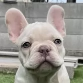 フレンチブルドッグ