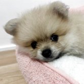 ポメラニアン