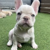 フレンチブルドッグ