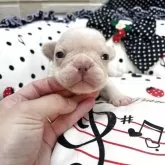 フレンチブルドッグ