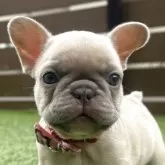 フレンチブルドッグ