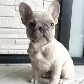 フレンチブルドッグ