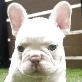 フレンチブルドッグ