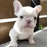 フレンチブルドッグ