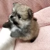 ポメラニアン【香川県・男の子・2025年9月23日・オレンジ】の写真2