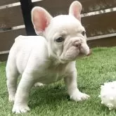 フレンチブルドッグ【香川県・男の子・2025年8月27日・ホワイト】の写真7
