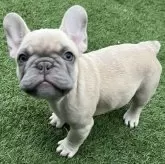 フレンチブルドッグ【香川県・女の子・2025年8月27日・シャンパン】の写真9