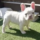 フレンチブルドッグ【香川県・男の子・2025年8月27日・ホワイト】の写真8