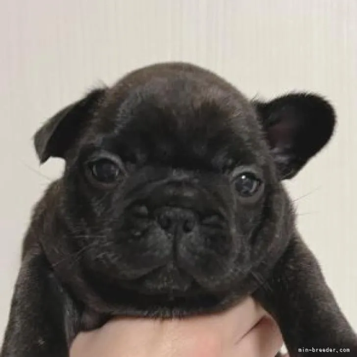 ID：2210-04989の子犬