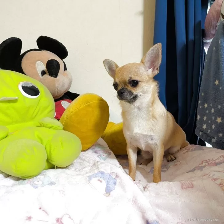 チワワ(スムース)【秋田県・女の子・2024年12月3日・フォーン】の写真1「体重2.1㌔です（8/19現在）。ご飯毎回完食しています。」