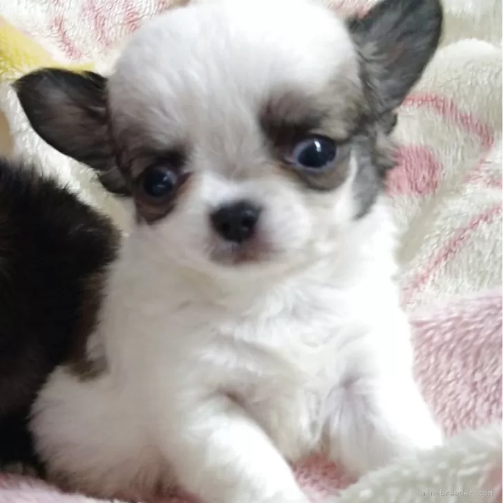 ID:2506-03143の子犬