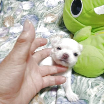 チワワ(ロング)【秋田県・男の子・2025年8月5日・クリーム】の写真「兄妹の中のクリームの可愛い男の子です」