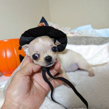 チワワ(スムース)【秋田県・女の子・2025年7月22日・クリーム&ホワイト】の写真「クリクリお目々の可愛い女の子です」