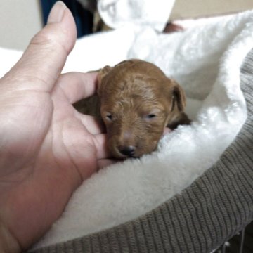 トイプードル(トイ)【秋田県・女の子・2025年10月31日・レッド】の写真「胸に白毛のチャームポイントあります♥」