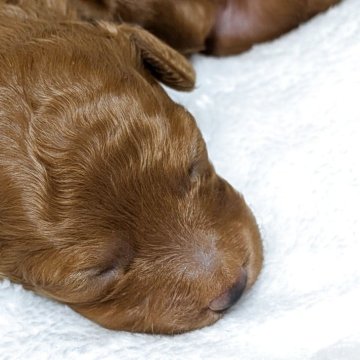 トイプードル(トイ)【秋田県・女の子・2025年10月31日・レッド】の写真「胸に白毛のチャームポイントあります♥」