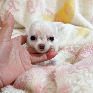 チワワ(ロング)【秋田県・男の子・2025年8月5日・クリーム】の写真「兄妹の中のクリームの可愛い男の子です」