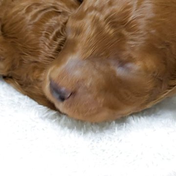 トイプードル(トイ)【秋田県・男の子・2025年10月31日・レッド】の写真「小振りな男の子です」