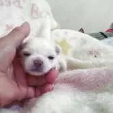 チワワ(ロング)