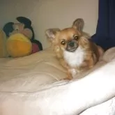 チワワ(ロング)