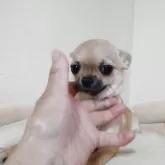 チワワ(スムース)