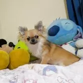 チワワ(ロング)