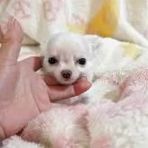 チワワ(ロング)
