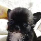 チワワ(ロング)