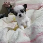 チワワ(ロング)