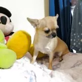 チワワ(スムース)【秋田県・女の子・2024年12月3日・フォーン】の写真3