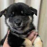 柴犬(標準サイズ)