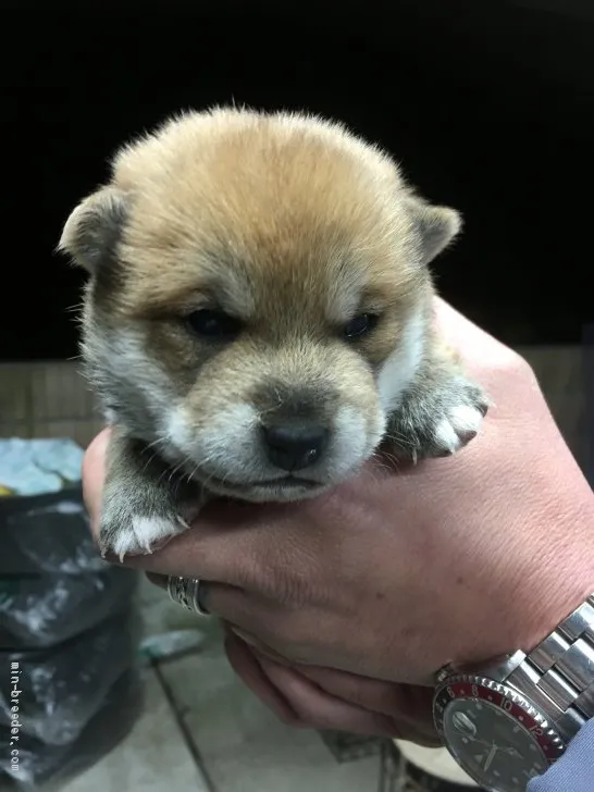 ID:2011-01783の子犬