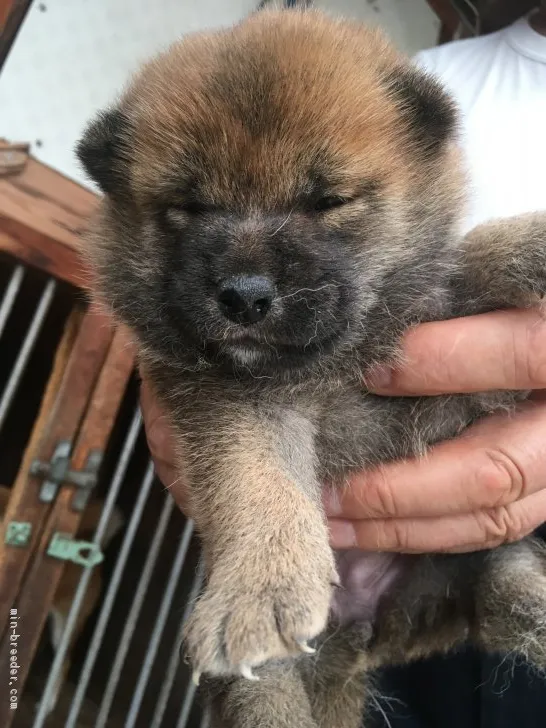 ID：2009-02524の子犬