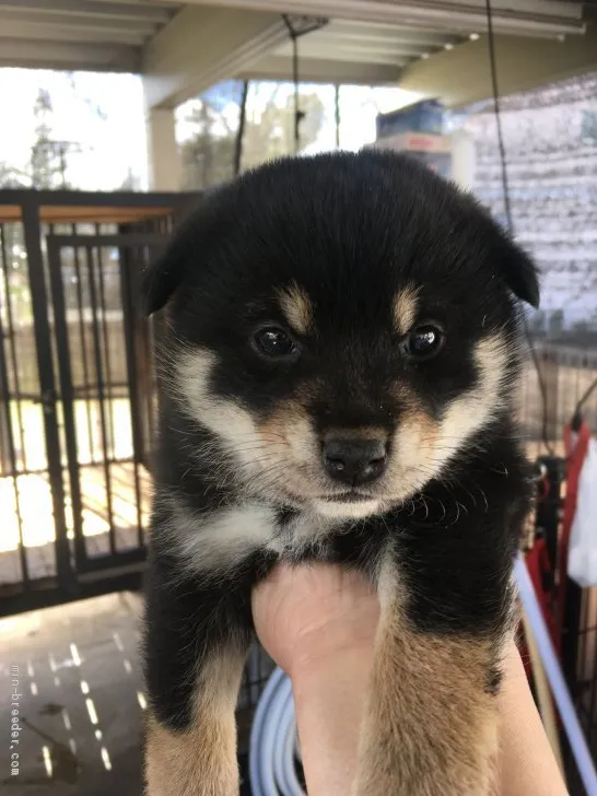 ID:2004-01099の子犬