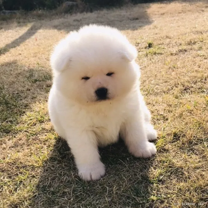 ぞんた 様のお迎えした子犬