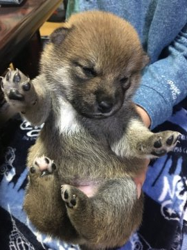 柴犬(標準サイズ)【山梨県・女の子・2020年10月22日・赤毛】の写真「父親　黒柴
母親　赤柴」