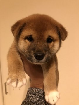 柴犬(標準サイズ)【山梨県・男の子・2022年1月12日・赤毛】の写真「可愛い兄妹です。」