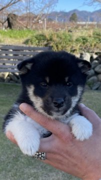 柴犬(標準サイズ)【山梨県・男の子・2021年10月7日・黒柴】の写真「熊みたいで可愛いです。」